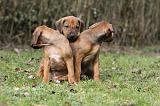 RODESIAN RIDGEBACK 187